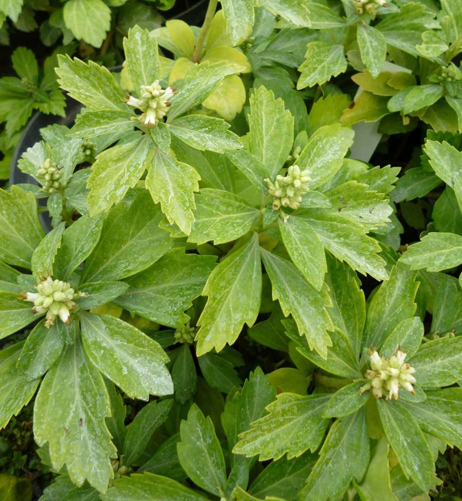 PACHYSANDRA TERMINALIS GREEN CARPET